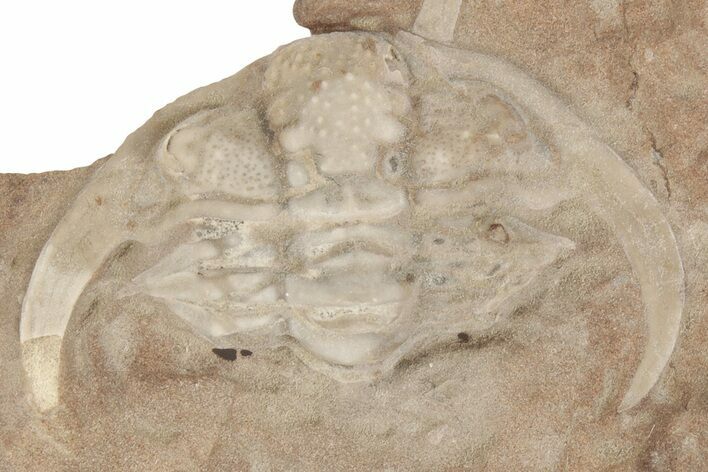 Rare, Enrolled Ceraurus Trilobite - Missouri
